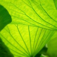 Vivid Green 2 #51872