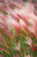 Foxtail Barley IV #52315