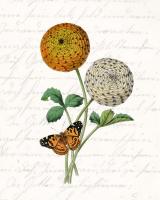 Dahlia 1 #52790