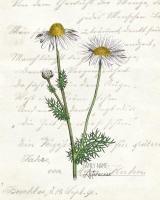 Daisy 2 #52793