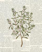 Fresh Herbs 2 #52798