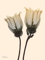 Neutral Canterbury Bells 1 #52901