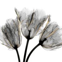 Gold Embellished Tulips 3 #52928