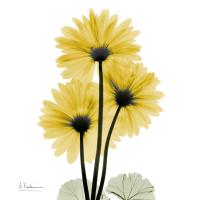 Golden Gerbera 2 #52936