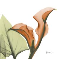 Crimson Calla L235 #52937