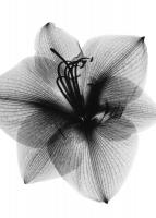 Amaryllis2 #52948