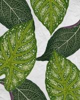 My Greens 1 #53017