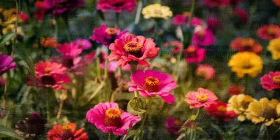 Zinnias in Bloom #53074