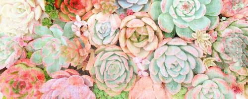 Colorful Succulents 2 #53076