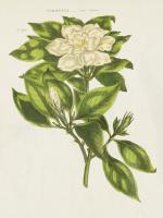 Herbal Botanical IX Flower #53199