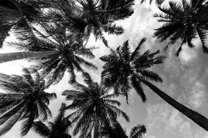 Passerby Palms 2 #53231