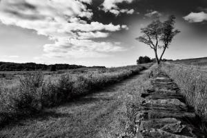 Stone Wall #53590