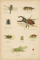 Natural History Book IV #54283