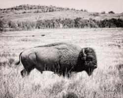 Buffalo I BW #55164