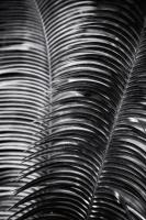Tropical III #55242