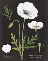 White Poppy Chart #55634