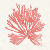 Pacific Sea Mosses II Coral #55905