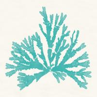 Pacific Sea Mosses IV Aqua #55911