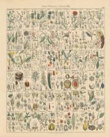 Flora Chart II #57996