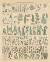 Fern Chart #57997