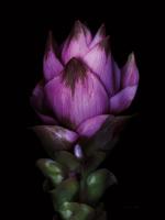 Siam Tulip #58065