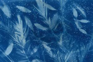 Cyanotype Tropical VII #60518