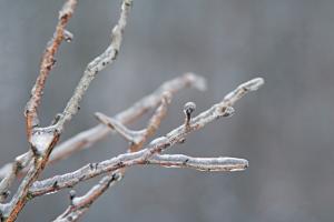 Glistening Branches II #60540