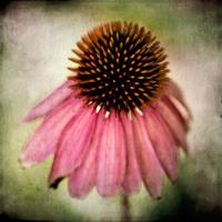 Echinacea #82419