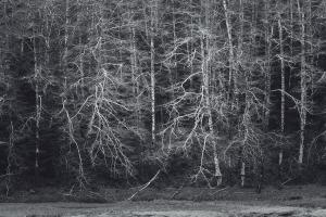 Early Spring Forest #89704