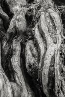 Kalaloch Big Cedar 2, Olympic National Park #98176