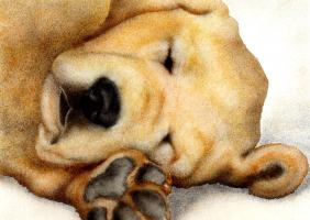 Nipper Nap #72083