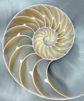 Nautilus in Blue I #CKL111755