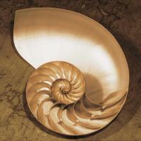 Chambered Nautilus #CKL4490