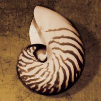 Nautilus #CKL4492