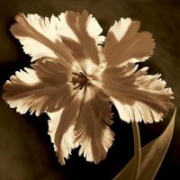 Parrot Tulip I #CKL4608