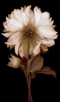 Dahlia II #CKL4613