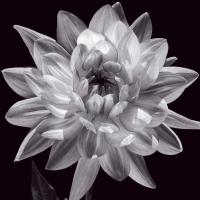 White Dahlia I #CKL5018
