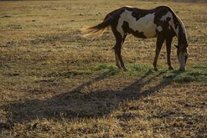 Long Shadow #CRO-1424