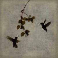 Dance in Flight II #CSD112077