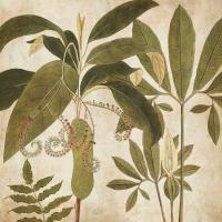 Palm Persuasion I #CSD7429