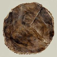 Timber II #DLC112241