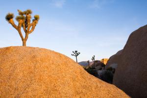 Joshua Tree Dream #83284