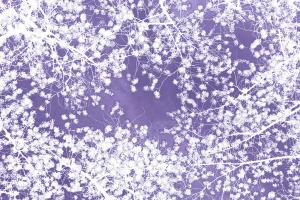 Forest Canopy 1 - Purple #92693