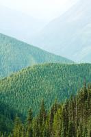 Hurricane Ridge #83537