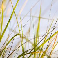 Sea Grass #83549