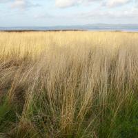 Willapa Bay 1 #86144