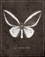 Butterfly I #89442