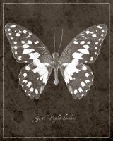 Butterfly M #93006