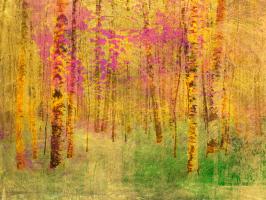Spring Birch Trees #86481