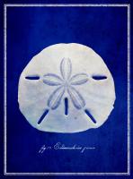 Sand Dollar #87137